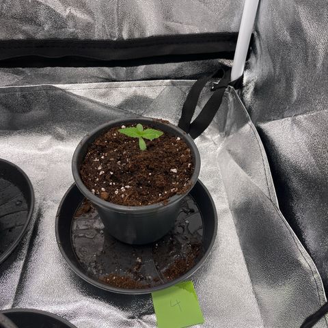 Nummer 4 growlog timeline photo