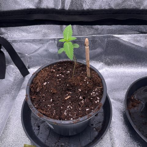 Nummer 1 growlog timeline photo