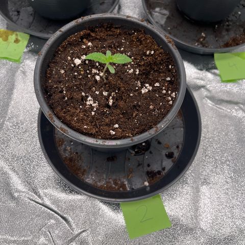 Nummer 2 growlog timeline photo