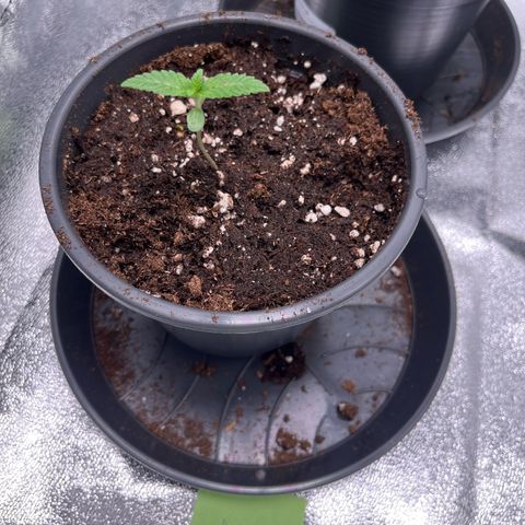 Nummer 2 growlog timeline photo