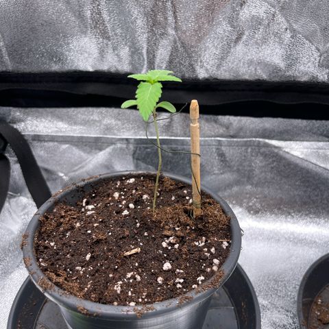 Nummer 1 growlog timeline photo