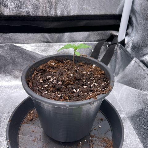 Nummer 4 growlog timeline photo