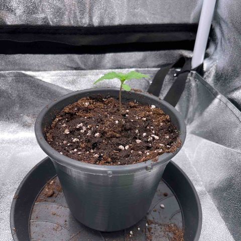 Nummer 4 growlog timeline photo