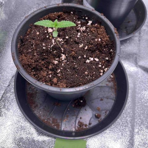 Nummer 2 growlog timeline photo