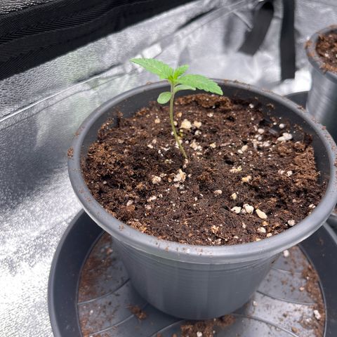 Nummer 2 growlog timeline photo