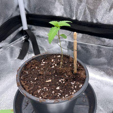 Nummer 1 growlog timeline photo