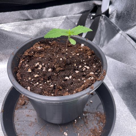 Nummer 4 growlog timeline photo