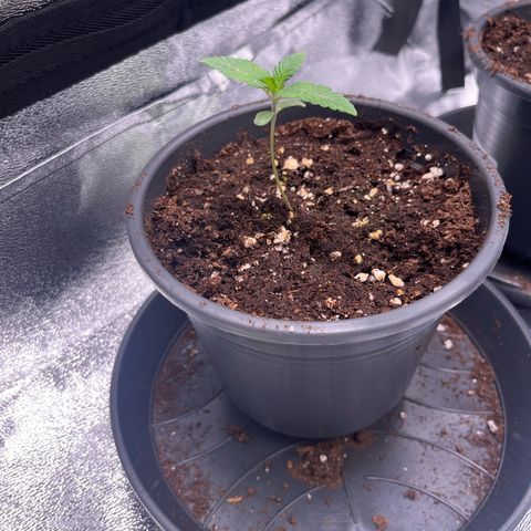 Nummer 2 growlog timeline photo