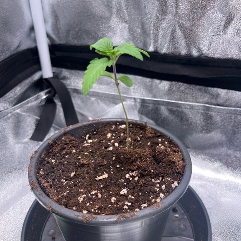 Nummer 1 growlog timeline photo