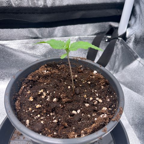 Nummer 4 growlog timeline photo