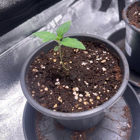 Nummer 2 growlog timeline photo