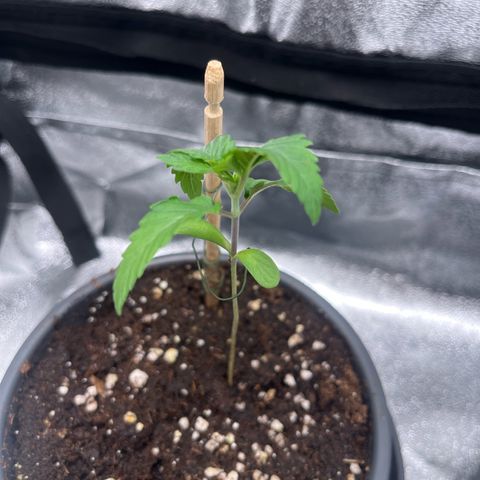 Nummer 1 growlog timeline photo
