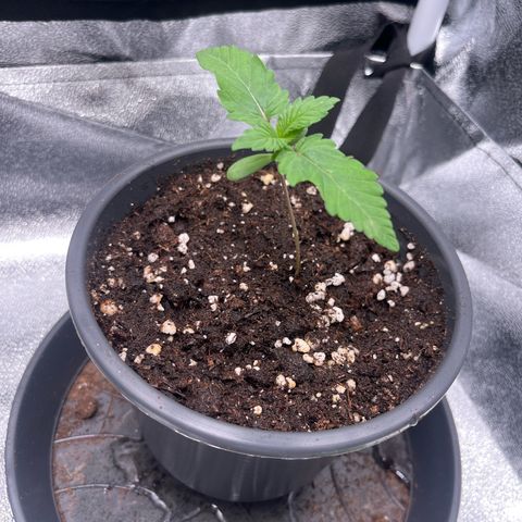 Nummer 4 growlog timeline photo