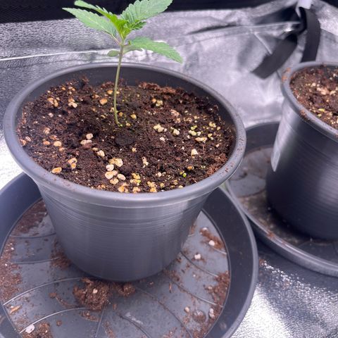Nummer 2 growlog timeline photo