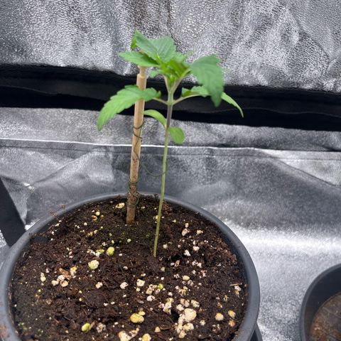 Nummer 1 growlog timeline photo