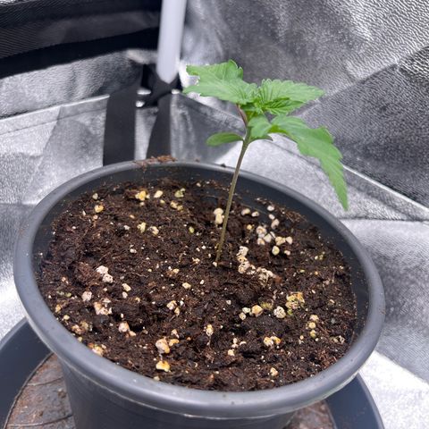 Nummer 4 growlog timeline photo