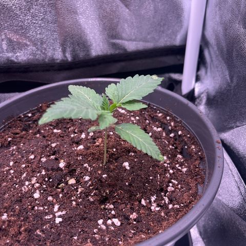 Nummer 2 growlog timeline photo