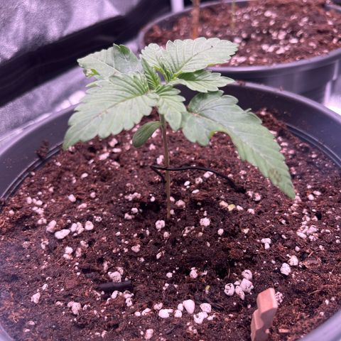 Nummer 4 growlog timeline photo