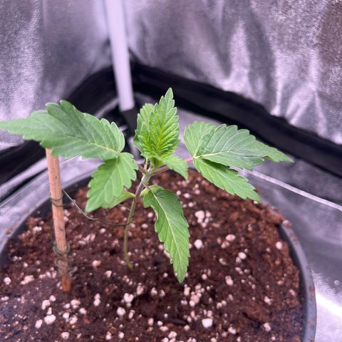 Nummer 1 growlog timeline photo