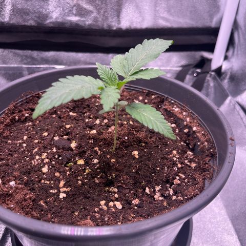 Nummer 2 growlog timeline photo