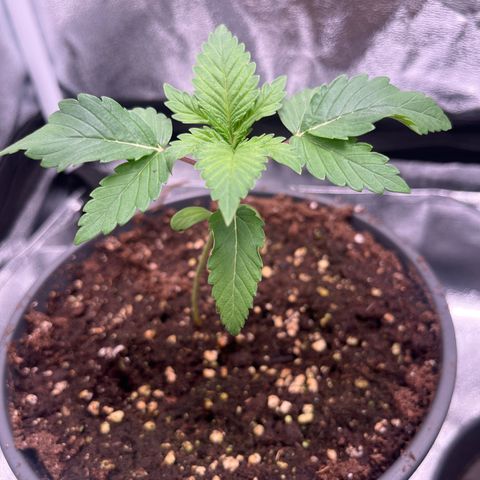 Nummer 1 growlog timeline photo