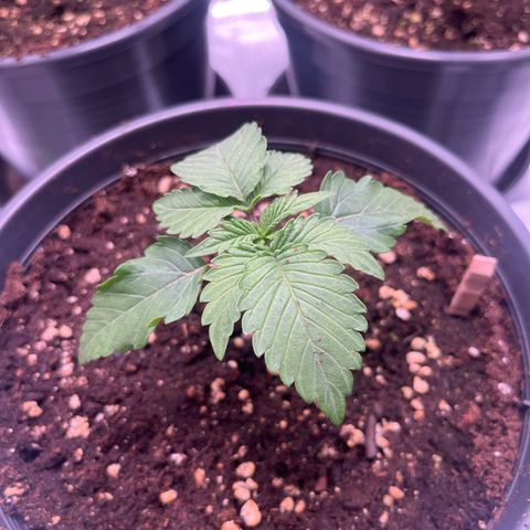 Nummer 4 growlog timeline photo
