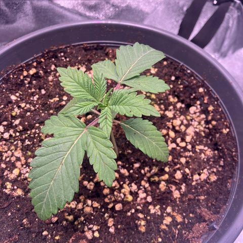Nummer 2 growlog timeline photo