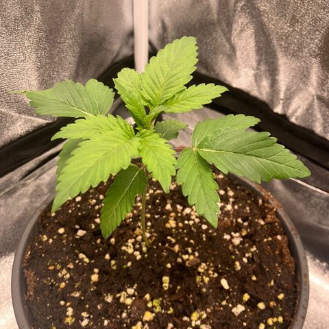 Nummer 1 growlog timeline photo