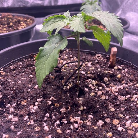 Nummer 4 growlog timeline photo