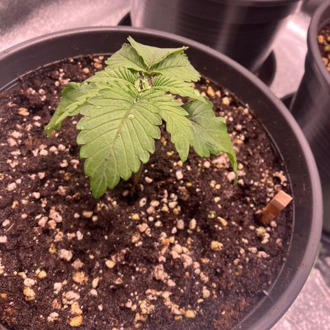Nummer 4 growlog timeline photo