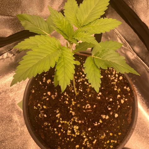 Nummer 1 growlog timeline photo