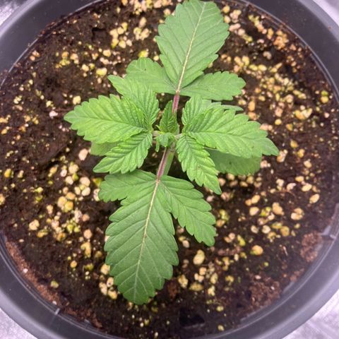Nummer 2 growlog timeline photo