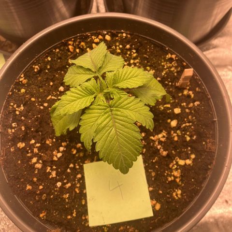 Nummer 4 growlog timeline photo