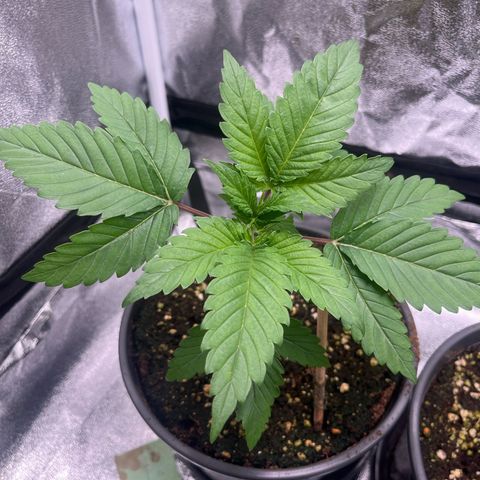 Nummer 1 growlog timeline photo