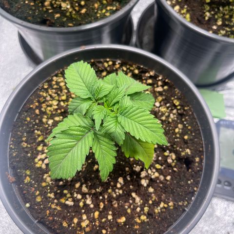 Nummer 4 growlog timeline photo