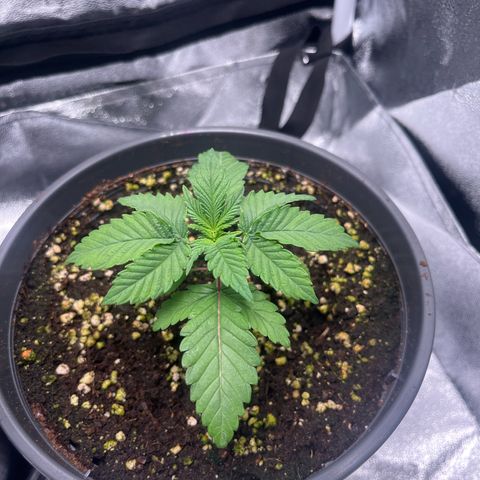 Nummer 2 growlog timeline photo