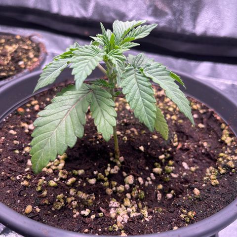 Nummer 2 growlog timeline photo
