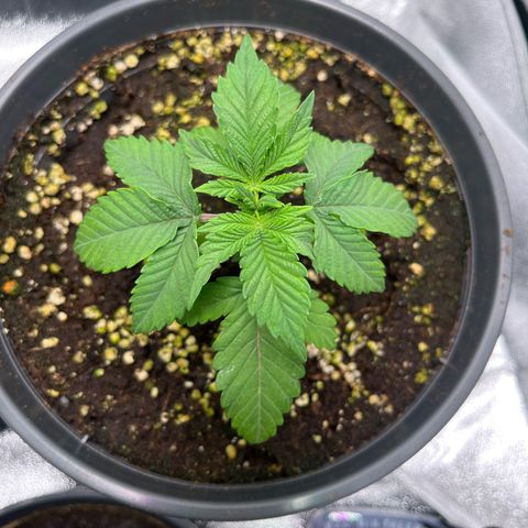 Nummer 2 growlog timeline photo