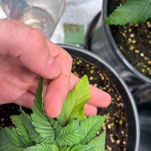 Nummer 4 growlog timeline photo