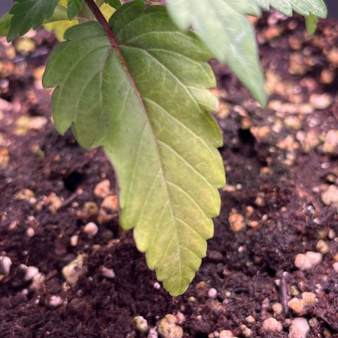 Nummer 4 growlog timeline photo