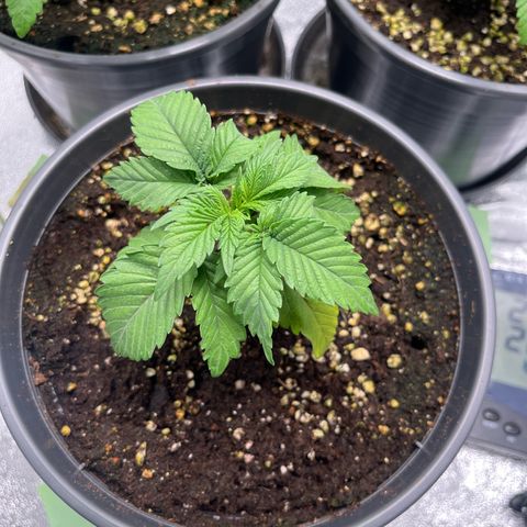 Nummer 4 growlog timeline photo