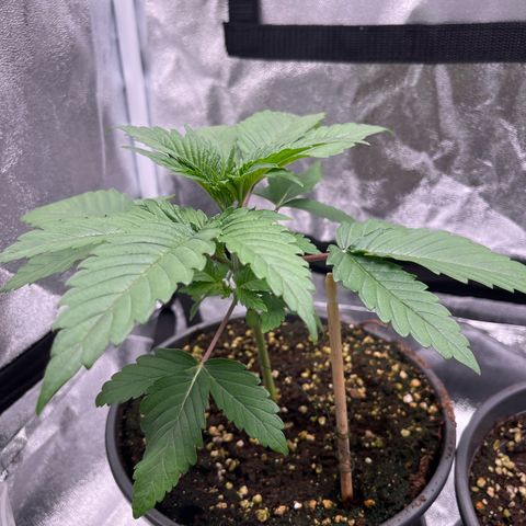Nummer 1 growlog timeline photo
