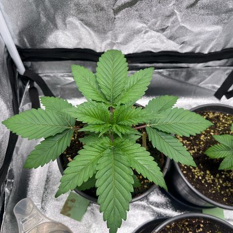 Nummer 1 growlog timeline photo