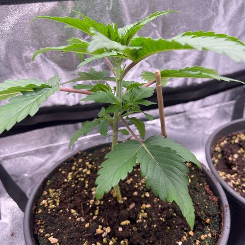 Nummer 1 growlog timeline photo
