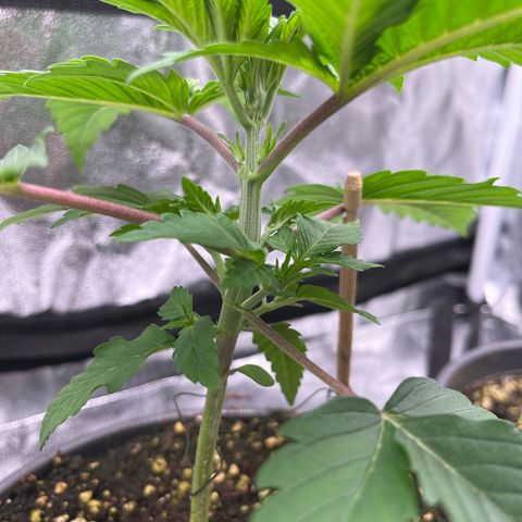Nummer 1 growlog timeline photo