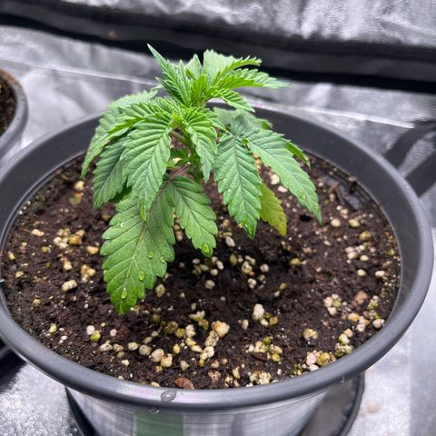 Nummer 2 growlog timeline photo