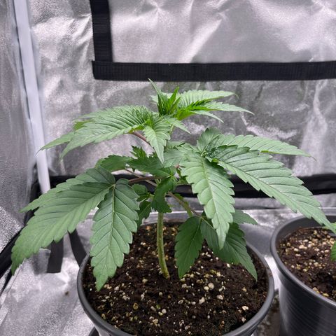 Nummer 1 growlog timeline photo