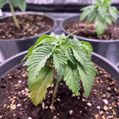 Nummer 4 growlog timeline photo