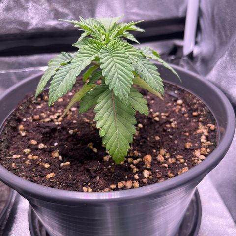 Nummer 2 growlog timeline photo