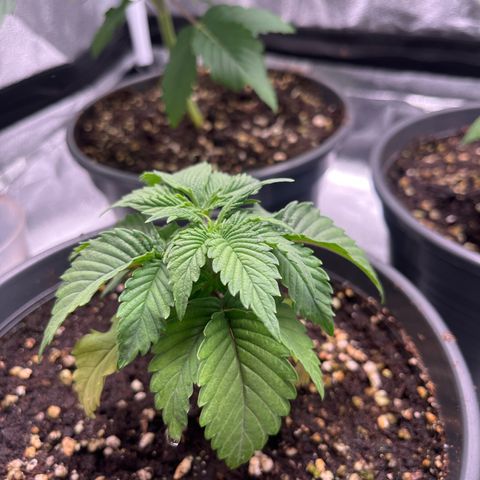 Nummer 4 growlog timeline photo